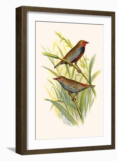 Painted Finch-F.w. Frohawk-Framed Art Print