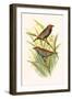 Painted Finch-F.w. Frohawk-Framed Art Print