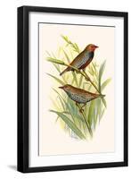 Painted Finch-F.w. Frohawk-Framed Art Print