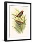 Painted Finch-F.w. Frohawk-Framed Art Print