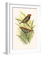 Painted Finch-F.w. Frohawk-Framed Art Print