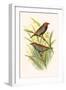 Painted Finch-F.w. Frohawk-Framed Art Print