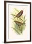 Painted Finch-F.w. Frohawk-Framed Art Print