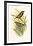 Painted Finch-F.w. Frohawk-Framed Art Print