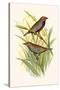 Painted Finch-F.w. Frohawk-Stretched Canvas