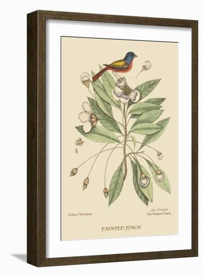 Painted Finch-Mark Catesby-Framed Art Print