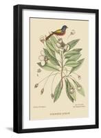 Painted Finch-Mark Catesby-Framed Art Print