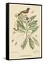 Painted Finch-Mark Catesby-Framed Stretched Canvas