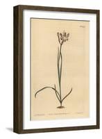 Painted Flowered Ixia, Ixia Fucata-Sydenham Teast Edwards-Framed Giclee Print