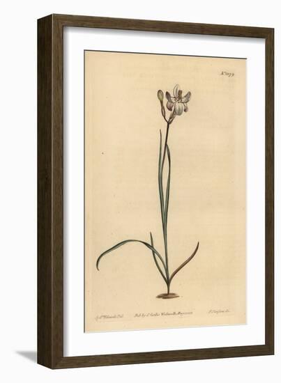 Painted Flowered Ixia, Ixia Fucata-Sydenham Teast Edwards-Framed Giclee Print