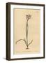 Painted Flowered Ixia, Ixia Fucata-Sydenham Teast Edwards-Framed Giclee Print