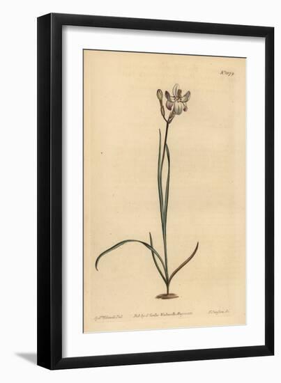 Painted Flowered Ixia, Ixia Fucata-Sydenham Teast Edwards-Framed Giclee Print