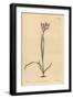 Painted Flowered Ixia, Ixia Fucata-Sydenham Teast Edwards-Framed Giclee Print