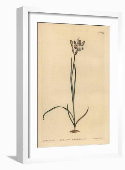 Painted Flowered Ixia, Ixia Fucata-Sydenham Teast Edwards-Framed Giclee Print