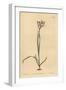 Painted Flowered Ixia, Ixia Fucata-Sydenham Teast Edwards-Framed Giclee Print