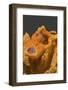 Painted Frogfish with Open Mouth-Hal Beral-Framed Photographic Print