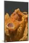 Painted Frogfish with Open Mouth-Hal Beral-Mounted Photographic Print