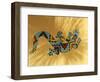 Painted Gecko Lizard on Wall, Tucson, Arizona, USA-Merrill Images-Framed Photographic Print