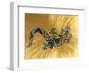 Painted Gecko Lizard on Wall, Tucson, Arizona, USA-Merrill Images-Framed Photographic Print