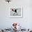 Painted heart Thrower-Banksy-Framed Giclee Print displayed on a wall