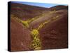 Painted Hills National Monument-Steve Terrill-Stretched Canvas