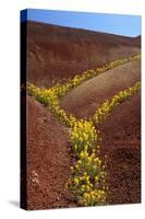 Painted Hills National Monument-Steve Terrill-Stretched Canvas