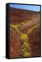 Painted Hills National Monument-Steve Terrill-Framed Stretched Canvas