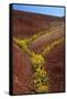 Painted Hills National Monument-Steve Terrill-Framed Stretched Canvas