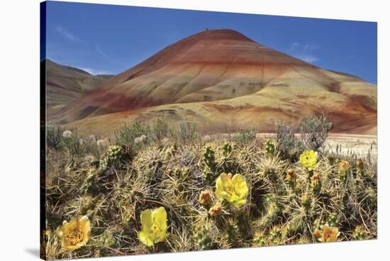 Painted Hills National Monument-Steve Terrill-Stretched Canvas