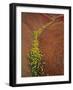 Painted Hills National Monument-Steve Terrill-Framed Photographic Print