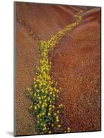 Painted Hills National Monument-Steve Terrill-Mounted Photographic Print