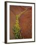 Painted Hills National Monument-Steve Terrill-Framed Photographic Print