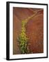 Painted Hills National Monument-Steve Terrill-Framed Photographic Print