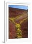 Painted Hills National Monument-Steve Terrill-Framed Photographic Print