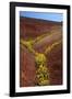 Painted Hills National Monument-Steve Terrill-Framed Photographic Print