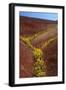 Painted Hills National Monument-Steve Terrill-Framed Photographic Print