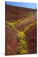 Painted Hills National Monument-Steve Terrill-Stretched Canvas