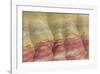 Painted Hills Unit-Don Paulson-Framed Giclee Print