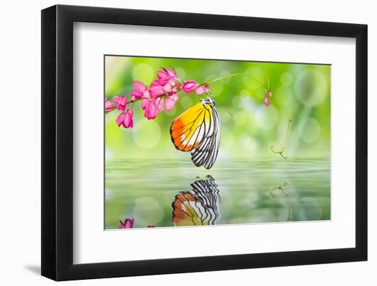 Painted Jezebel Butterfly-teptong-Framed Photographic Print