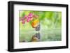 Painted Jezebel Butterfly-teptong-Framed Photographic Print