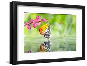 Painted Jezebel Butterfly-teptong-Framed Photographic Print