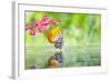 Painted Jezebel Butterfly-teptong-Framed Photographic Print