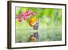 Painted Jezebel Butterfly-teptong-Framed Photographic Print