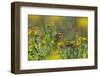 Painted Lady Butterfly (Cynthia - Vanessa Cardui) Feeding On Fleabane Flower, UK, August-Ernie Janes-Framed Photographic Print