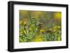 Painted Lady Butterfly (Cynthia - Vanessa Cardui) Feeding On Fleabane Flower, UK, August-Ernie Janes-Framed Photographic Print