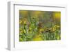 Painted Lady Butterfly (Cynthia - Vanessa Cardui) Feeding On Fleabane Flower, UK, August-Ernie Janes-Framed Photographic Print