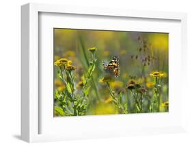 Painted Lady Butterfly (Cynthia - Vanessa Cardui) Feeding On Fleabane Flower, UK, August-Ernie Janes-Framed Photographic Print