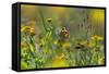 Painted Lady Butterfly (Cynthia - Vanessa Cardui) Feeding On Fleabane Flower, UK, August-Ernie Janes-Framed Stretched Canvas