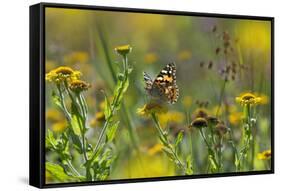 Painted Lady Butterfly (Cynthia - Vanessa Cardui) Feeding On Fleabane Flower, UK, August-Ernie Janes-Framed Stretched Canvas