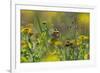 Painted Lady Butterfly (Cynthia - Vanessa Cardui) Feeding On Fleabane Flower, UK, August-Ernie Janes-Framed Photographic Print